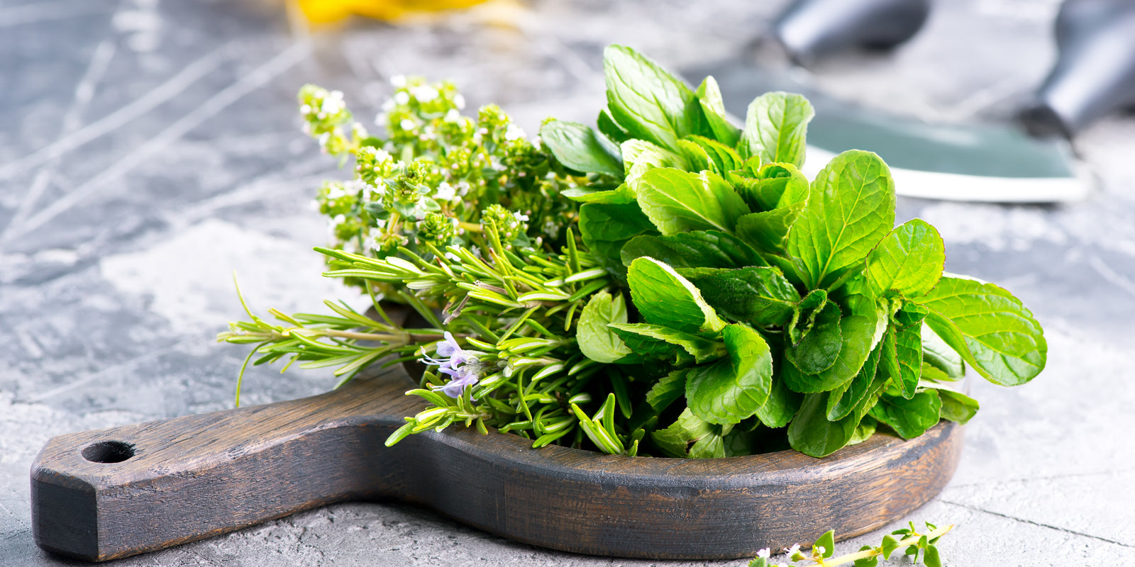 Fresh herb on board and set on the table, grey countetop